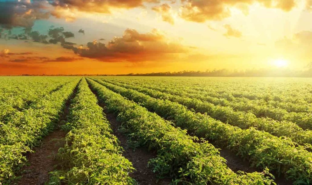 plantacao tomate industrial